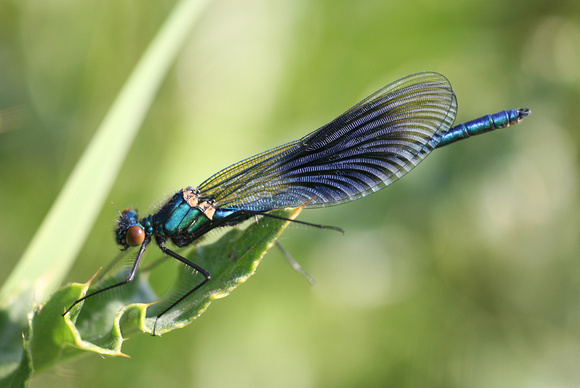 Banded Demoiselle (male)