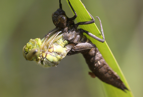 Southern Hawker