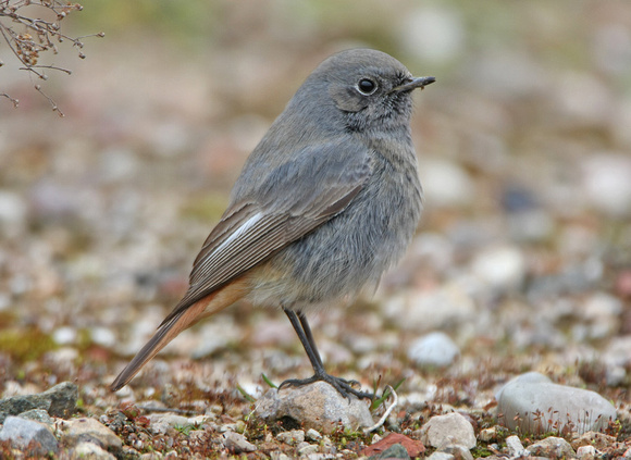 Black Redstart