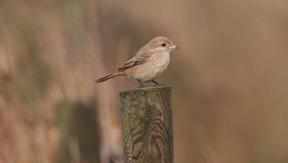 Isabelline (Daurian) Shrike
