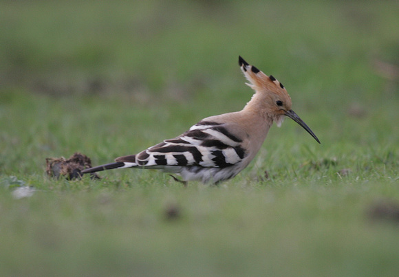 Hoopoe