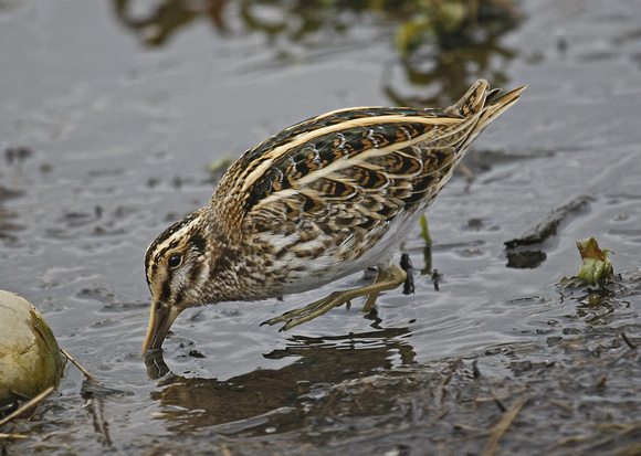 Jack Snipe