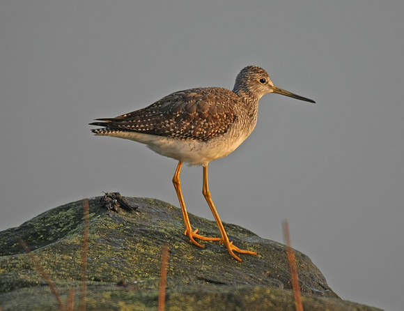 Greater Yellowlegs