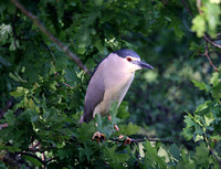 Night Heron