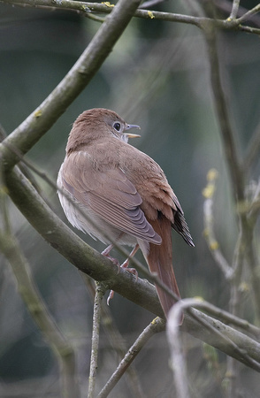 Nightingale