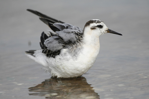 Grey Phalarope