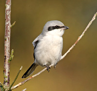 Great Grey Shrike