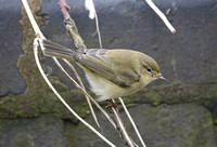 Common Chiffchaff