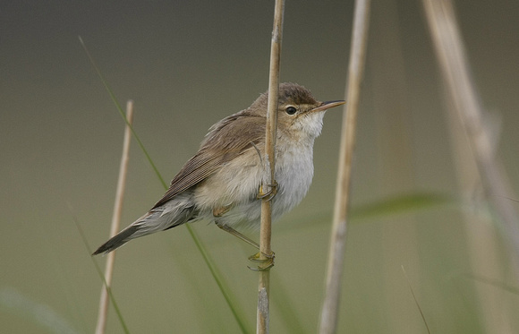 Reed Warbler