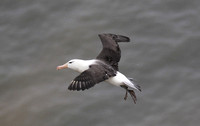 Black-browed Albatross