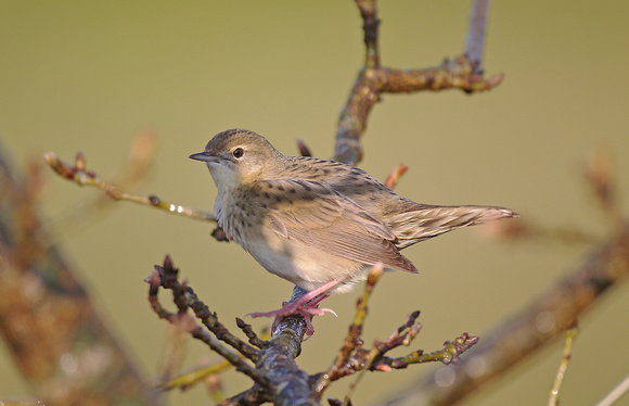 Grasshopper Warbler