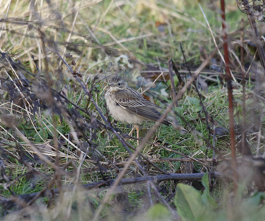 Blyth's Pipit