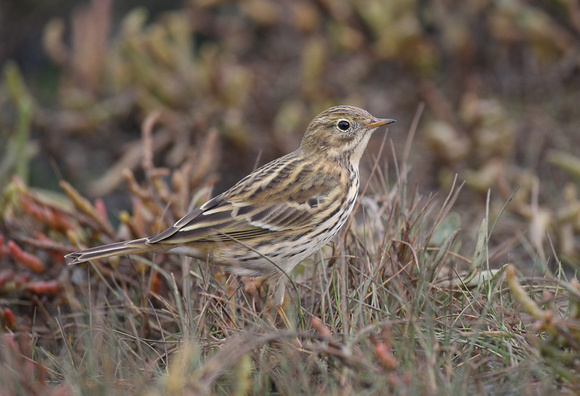 Meadow Pipit