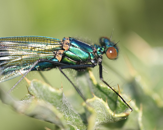 Banded Demoiselle (male)