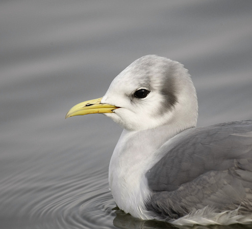 Kittiwake