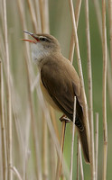 Great Reed Warbler