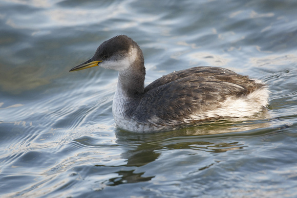 Red-necked Grebe
