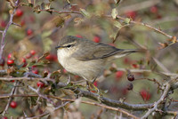 Dusky Warbler