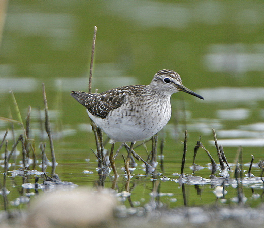 Wood Sandpiper
