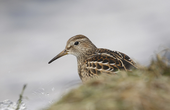 Pectoral Sandpiper