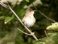 Reed Warbler