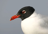 Mediterranean Gull