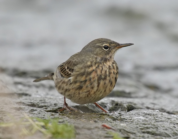 Scandinavian Rock Pipit