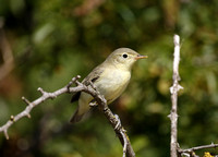 Icterine Warbler