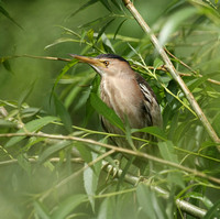 Little Bittern