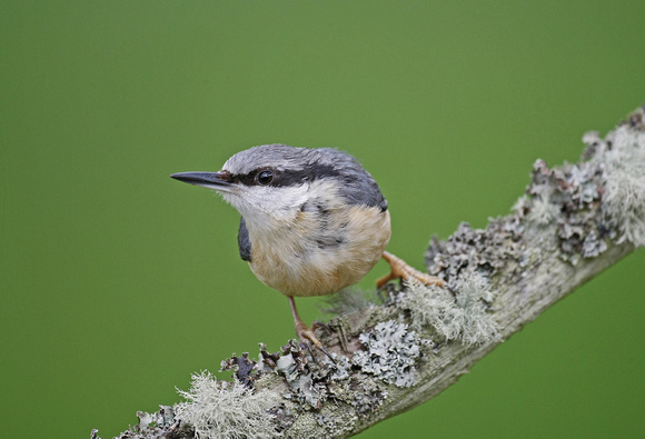 Nuthatch