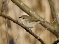 Siberian Chiffchaff
