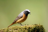 Common Redstart