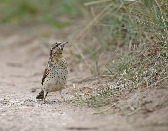 Wryneck