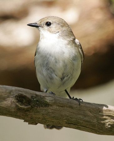 Pied Flycatcher