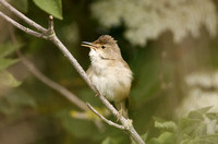 Reed Warbler