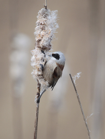 Penduline Tit