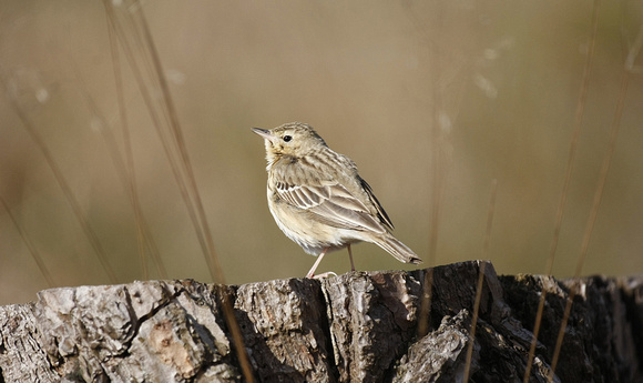 Tree Pipit