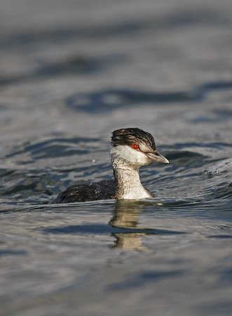 Slavonian Grebe