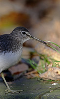 Green Sandpiper