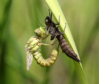 Southern Hawker