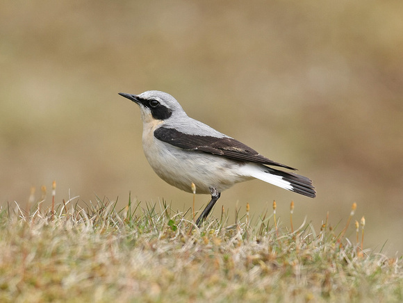 Northern Wheatear