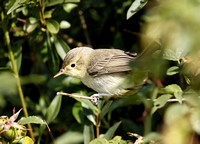 Icterine Warbler