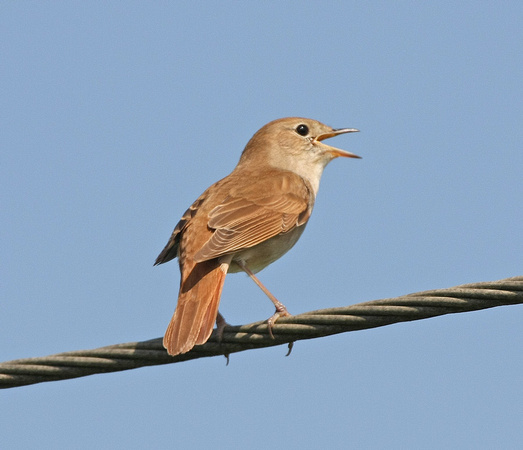Nightingale