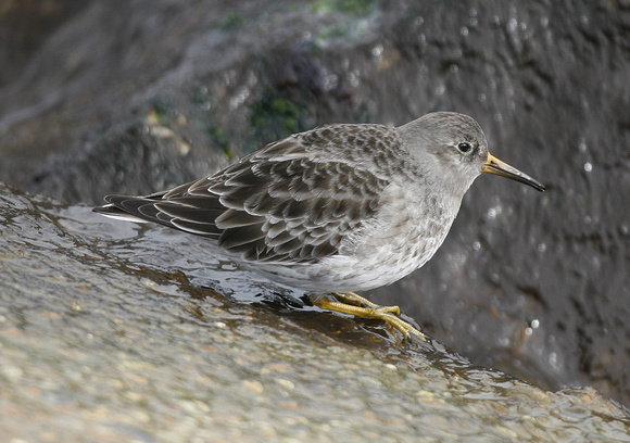 Purple Sandpiper