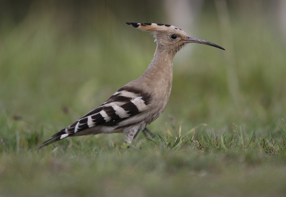 Hoopoe