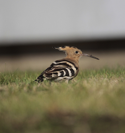 Hoopoe (Warks 2021)