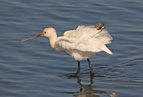 Spoonbill