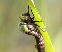 Southern Hawker