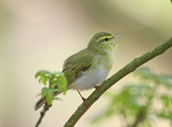 Wood Warbler