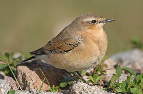 Northern Wheatear